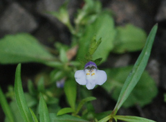 Torenia crustacea