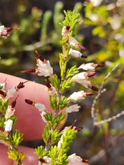 Erica imbricata