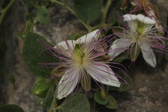 Capparis