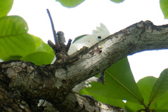 Cacatua goffiniana
