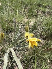 Hypoxis rigidula