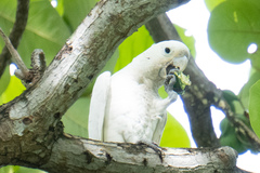 Cacatua goffiniana