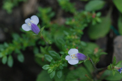 Torenia crustacea