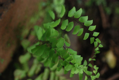 Adiantum philippense