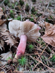 Russula queletii
