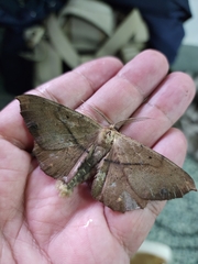 Hyposidra infixaria