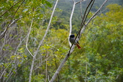 Terpsiphone bourbonnensis bourbonnensis