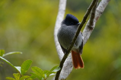 Terpsiphone bourbonnensis bourbonnensis