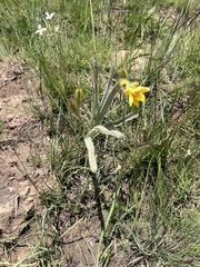 Hypoxis rigidula
