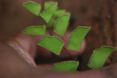 Adiantum philippense