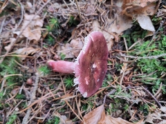 Russula queletii