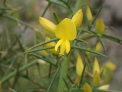 Ulex parviflorus