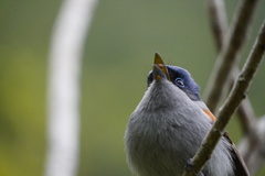 Terpsiphone bourbonnensis bourbonnensis