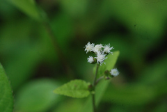 Ageratum conyzoides