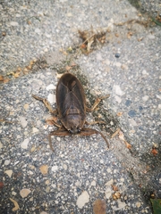Lethocerus americanus