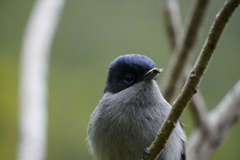 Terpsiphone bourbonnensis bourbonnensis