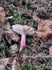 Russula queletii