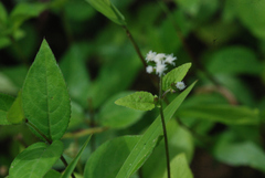 Ageratum conyzoides