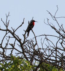 Chalcomitra senegalensis