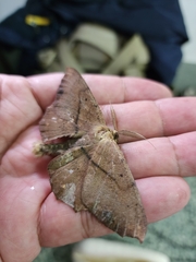 Hyposidra infixaria