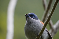 Terpsiphone bourbonnensis bourbonnensis