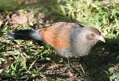Centropus sinensis