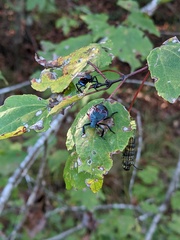 Alcaeorrhynchus grandis