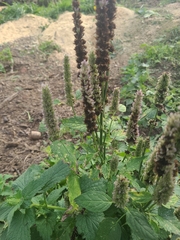 Agastache