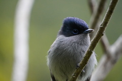 Terpsiphone bourbonnensis bourbonnensis