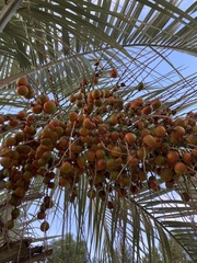 Butia