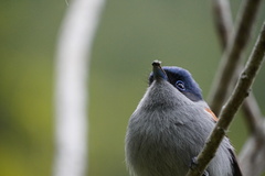 Terpsiphone bourbonnensis bourbonnensis