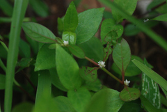 Alternanthera sessilis
