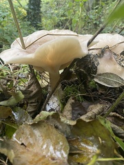 Clitocybe