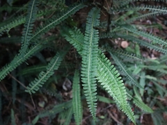 Lindsaea merrillii