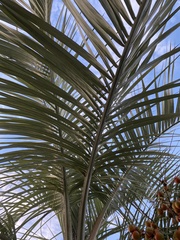 Butia
