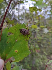 Alcaeorrhynchus grandis