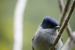 Terpsiphone bourbonnensis bourbonnensis