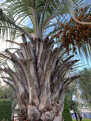 Butia