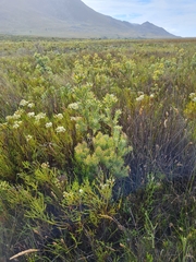 Leucadendron floridum