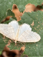 Operophtera fagata