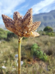 Hellmuthia membranacea