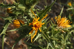 Scolymus
