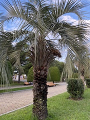 Butia