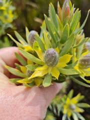 Leucadendron floridum