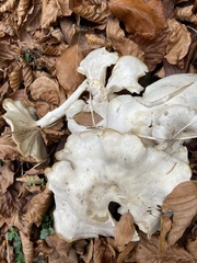 Leucocybe connata