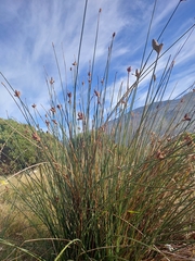 Hellmuthia membranacea