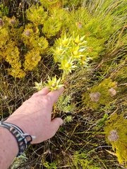 Leucadendron floridum
