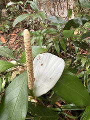 Spathiphyllum