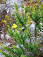 Hypericum empetrifolium