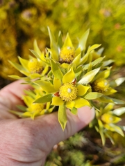 Leucadendron floridum